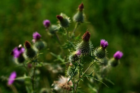 Off thistle nature spiny photo