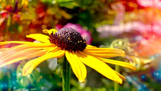 Midsummer coneflower bright