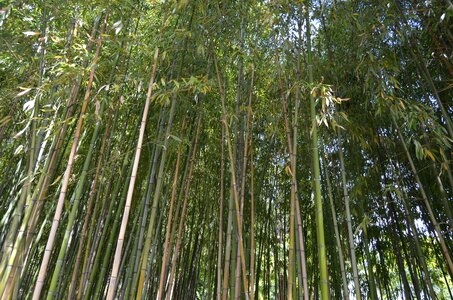 Bamboo nature forest