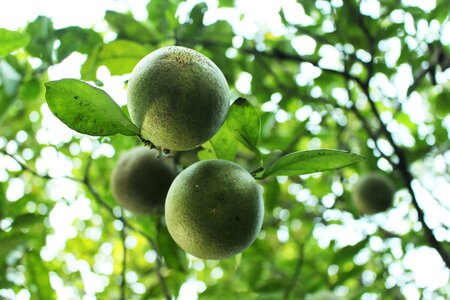 Natural citrus fruits tree photo