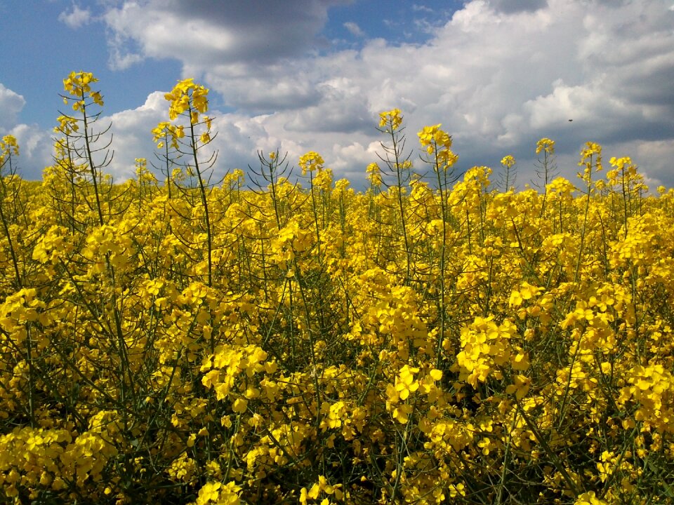 Yellow summer clouds