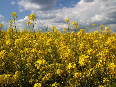 Yellow summer clouds