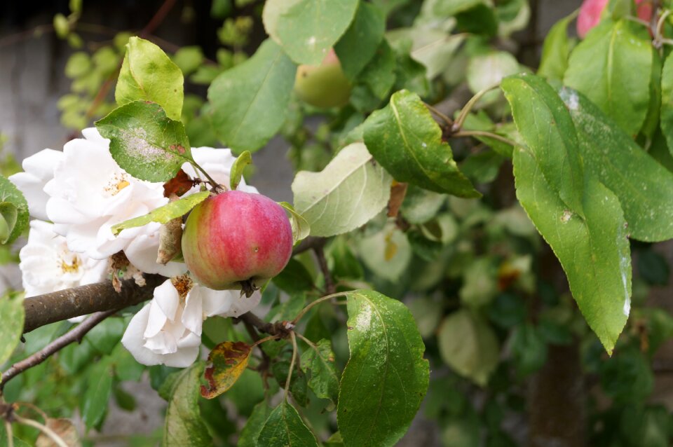 Tree garden flowers