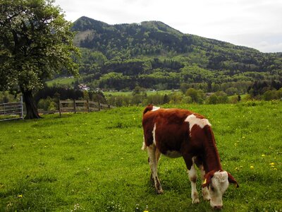 Bavaria mountains alm