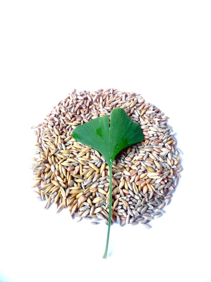 Ginko tree wheat plant