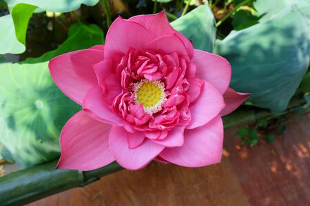 Flower lotus pink photo