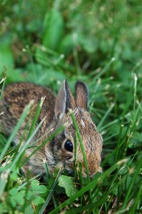 Adorable easter animal photo