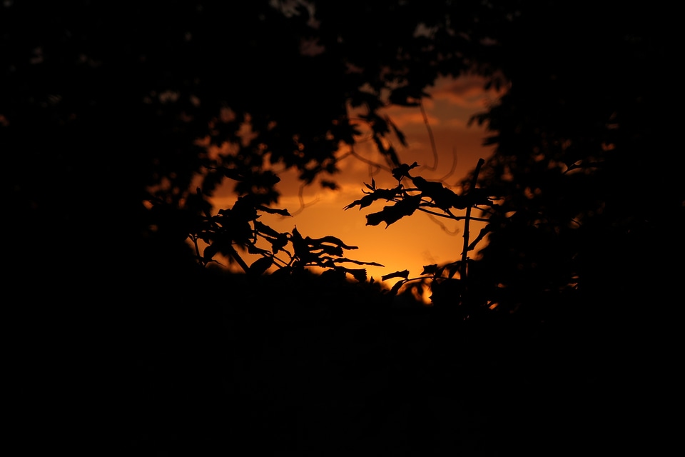 Tree sky environment