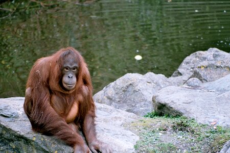 Mammal thinking nature