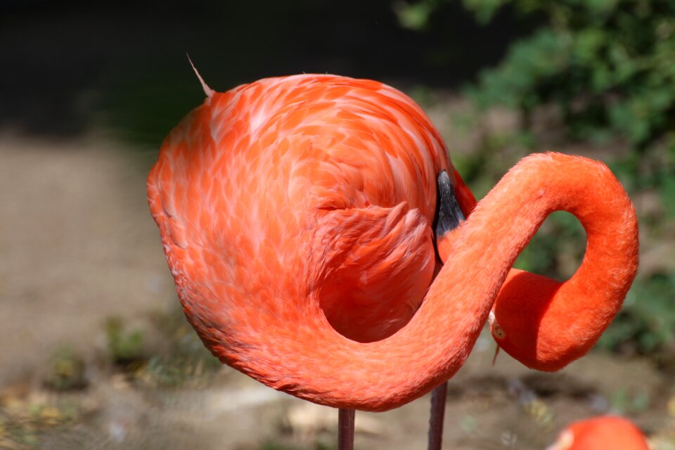 Bird pink water bird