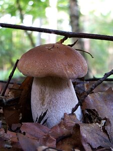 Mushroom right nature forest photo