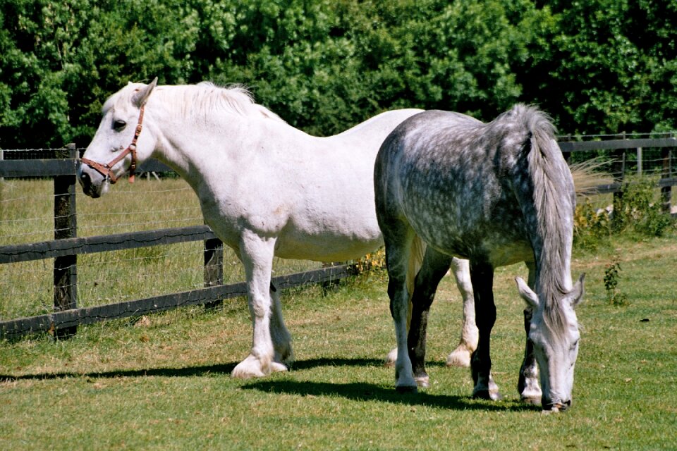 Field equestrian mare