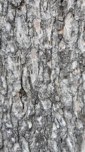 Texture plant fruit