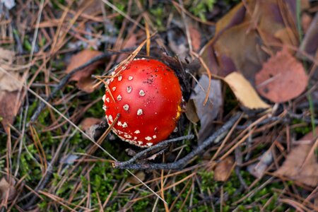 Needles fly agaric red the collection of photo
