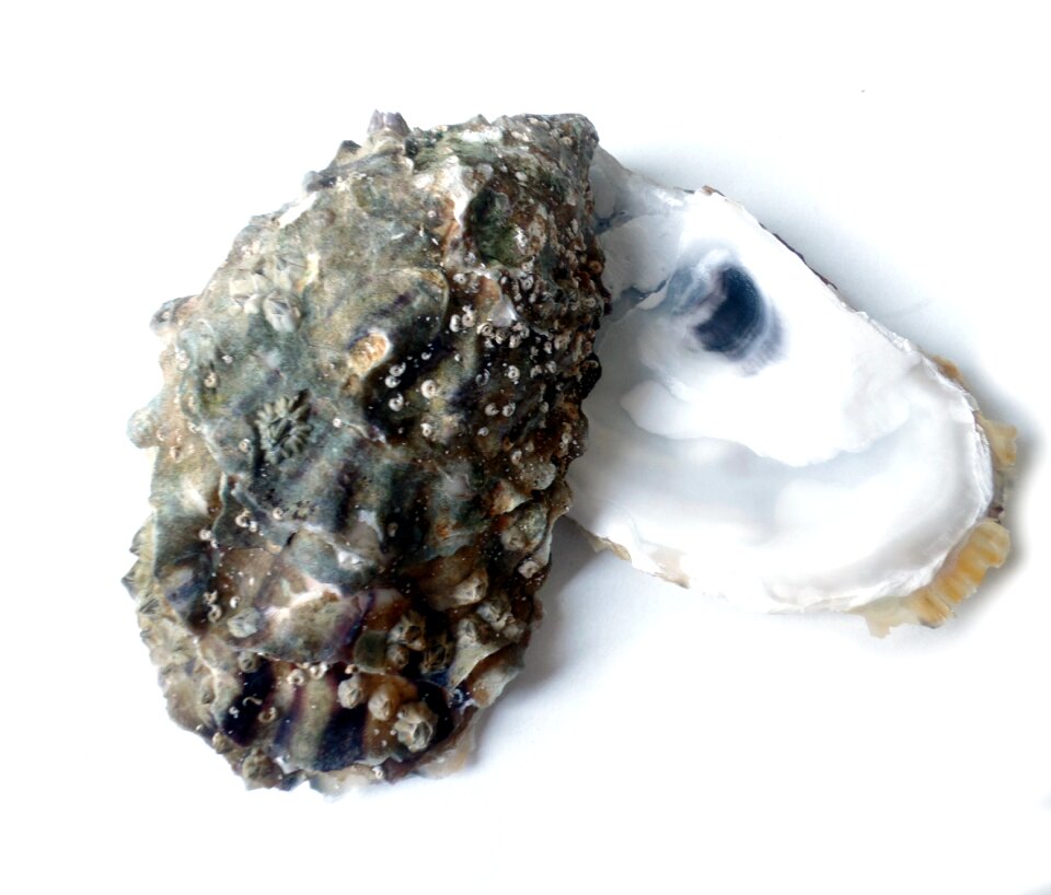 Delicacy gourmet mussels