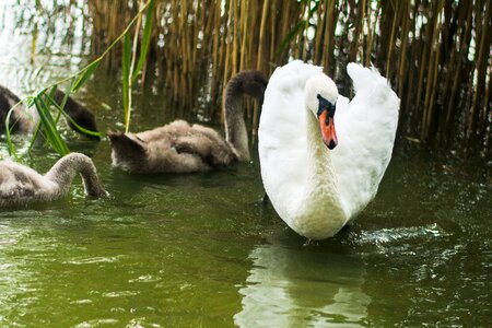 Lake wild birds animals