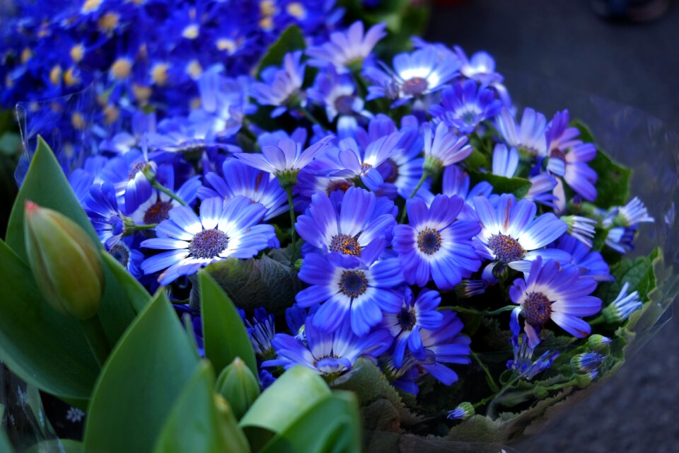 Flower cineraria blue flowers