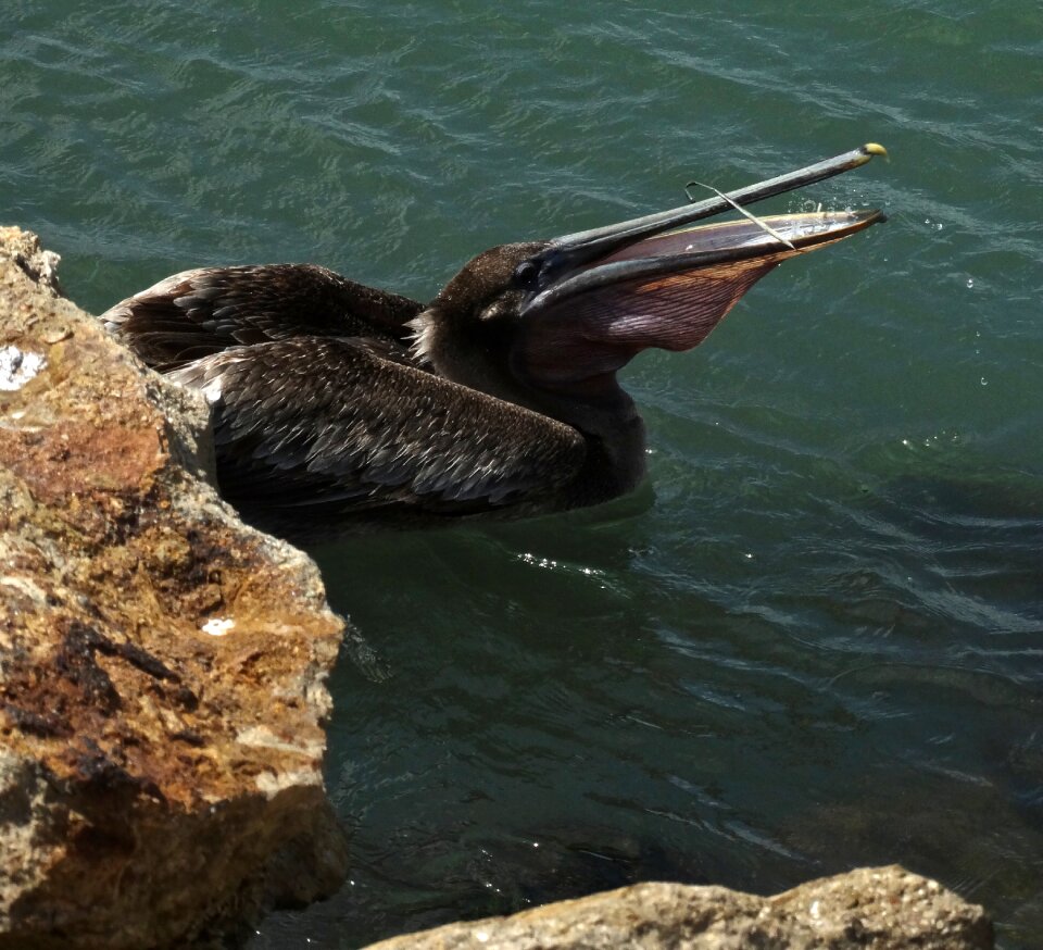 Wildlife water ocean