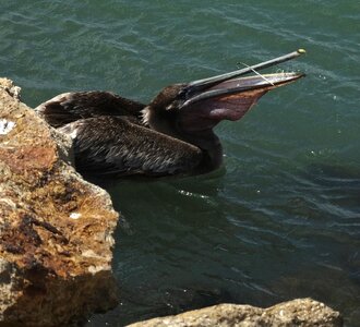 Wildlife water ocean