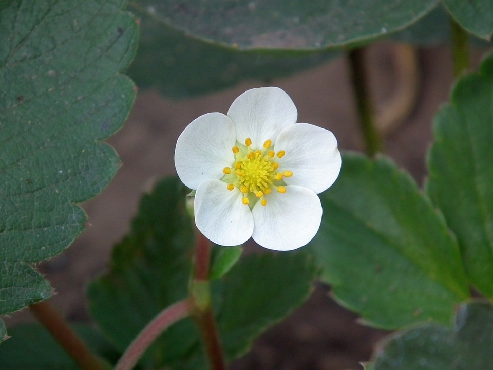 Bud white garden strawberry