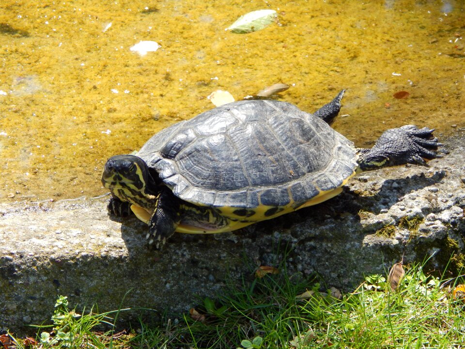 Zoo water animal