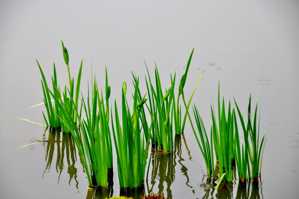 Plant blue growth