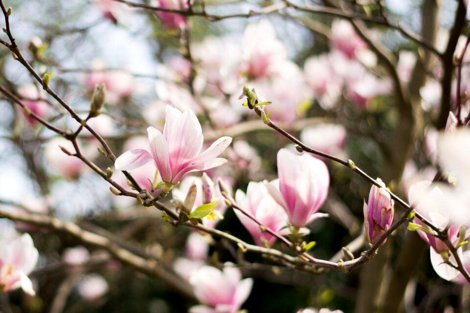 Magnolia branches tree benches twigs