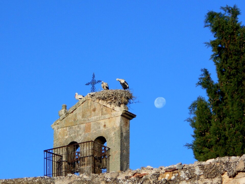 Bell tower animals ave