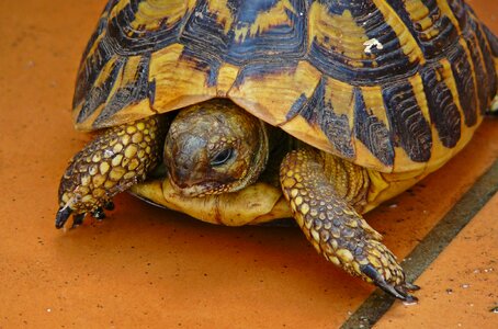 Nature reptile tortoise photo