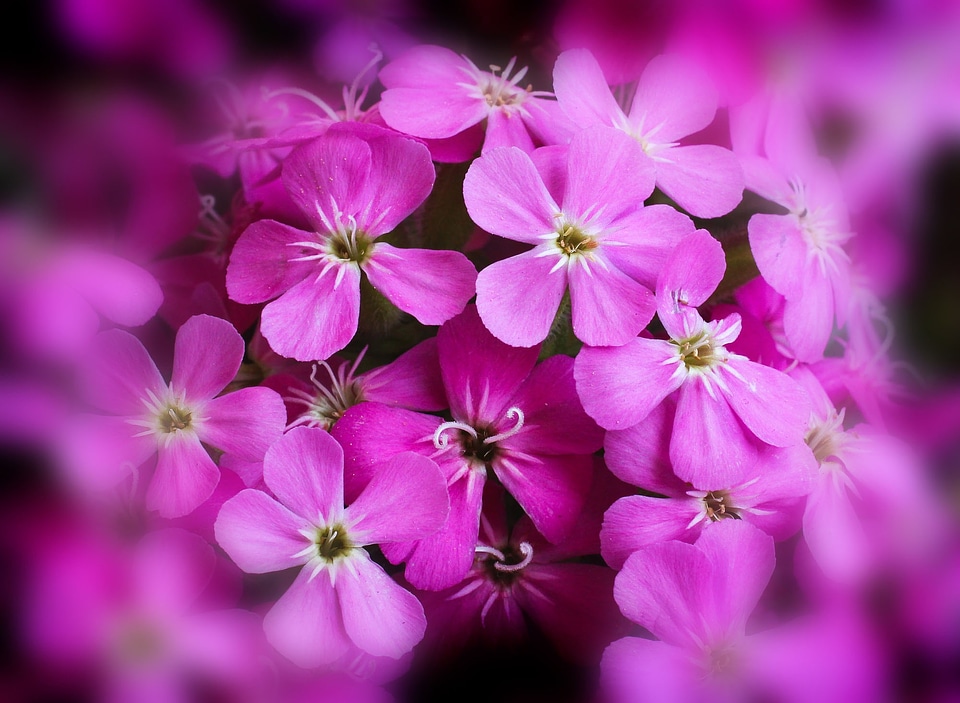 Close up nature colorful