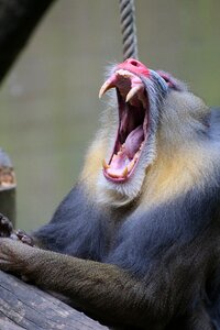 Monkey tooth teeth