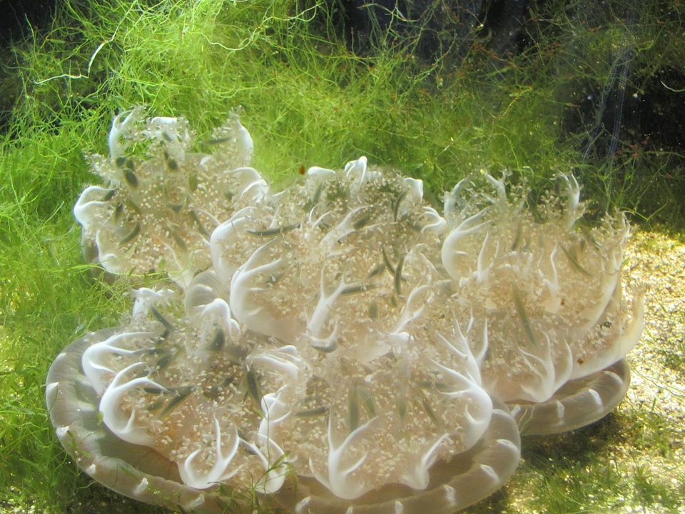 Aquarium underwater world seaweed