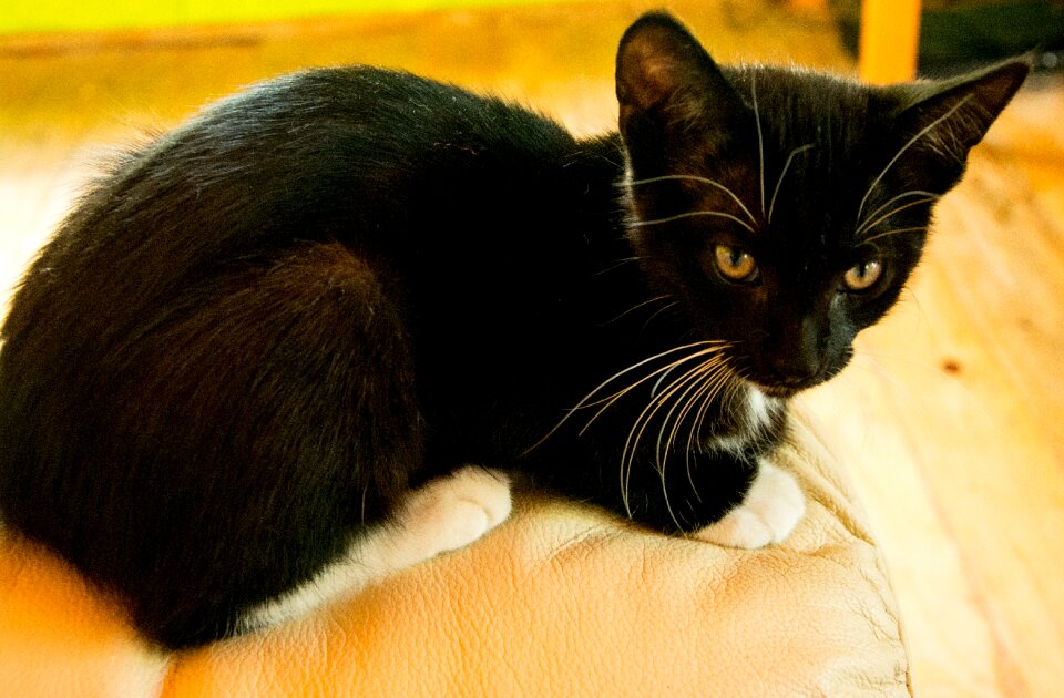 Black cat domestic cat black