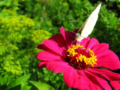 White butterfly summer nature photo