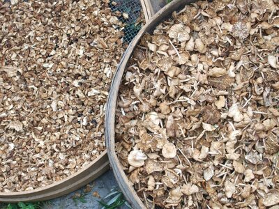 Mushroom gourmet