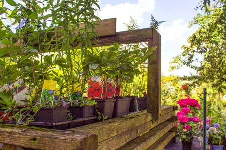 Spring nature shrubs
