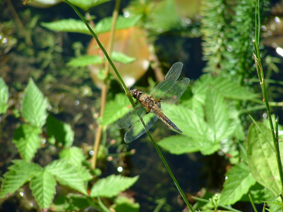Nature water plant