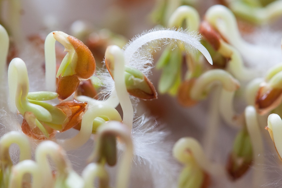 Developing germ embryophyta germ leaves