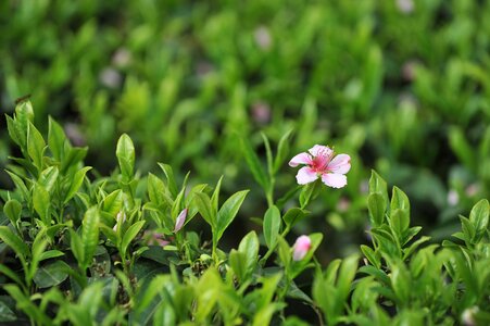 Tea garden tea green tea