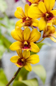 Nature summer botanical