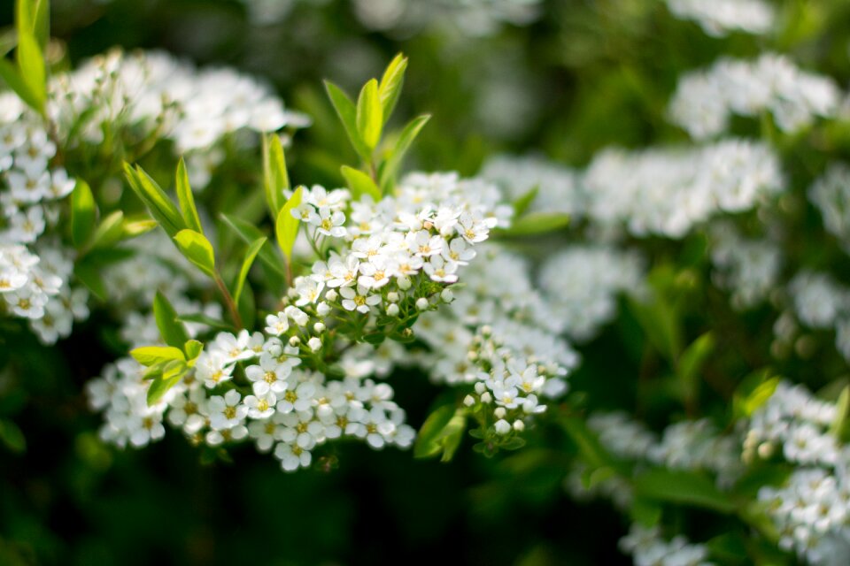 Plant white flowers delicate flowers