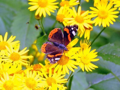 Nature butterflies insect