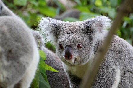 Zoo animal koala bear photo