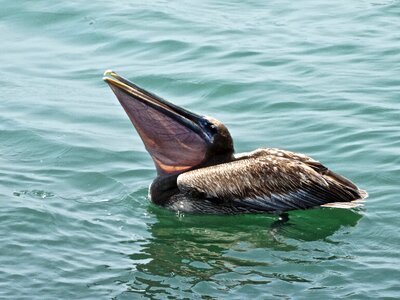 Nature travel wildlife