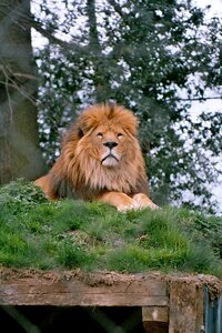 Animal head king
