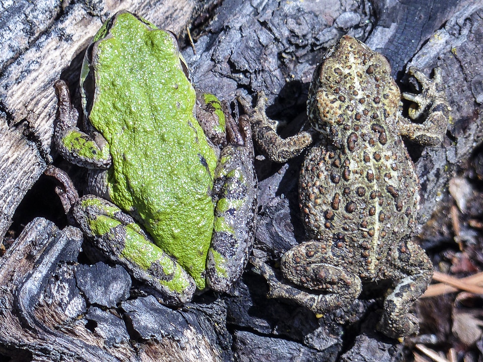 Animal amphibian close-up