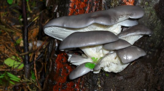 Gourmet edible pleurotus
