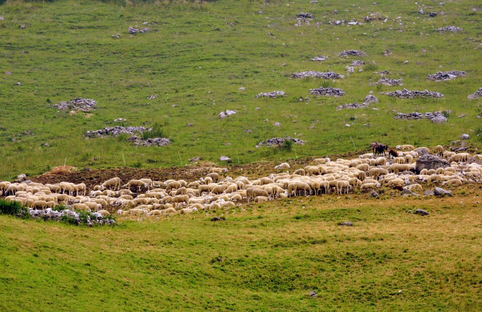 Green mountain animal