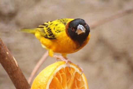 Zoo animal food