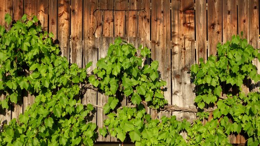 Wooden wall grow wall boards